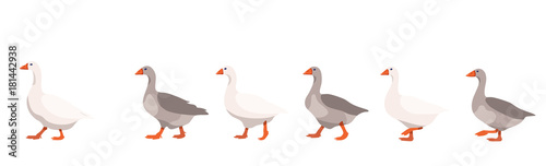 Flock of domestic geese isolated on white background, geese covey follows the leader photo