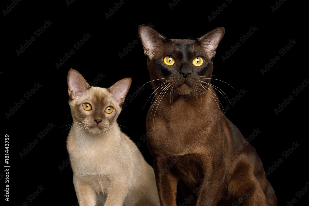 Portrait of Gorgeous Sable and Chocolate Burmese Cats isolated black background