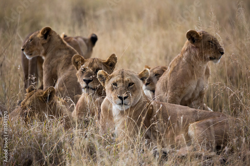 Löwenrudel - Tansania