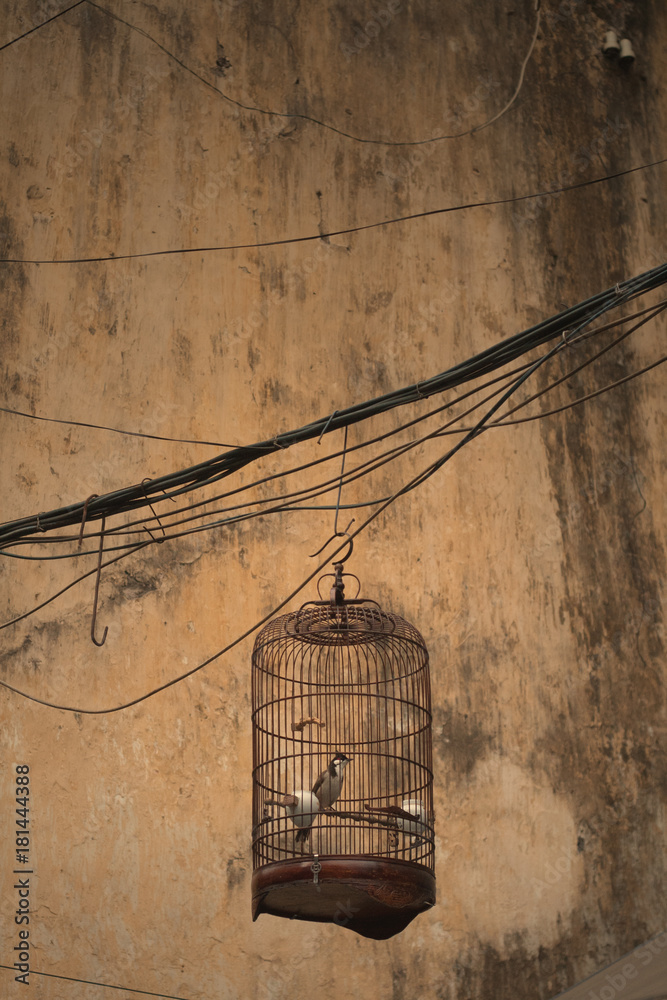 Lonly Bird in a cage in front of an old dirty wall
