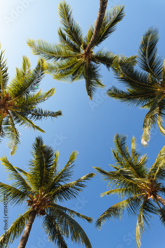 HawaIIan Palm Trees