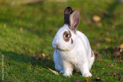 Cute rabbit on the grass in the garden.