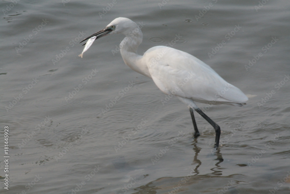 bird is catching a fish from sea its an morning image from kollam beach. bird is catching a fish from sea its an morning image from kollam beach.