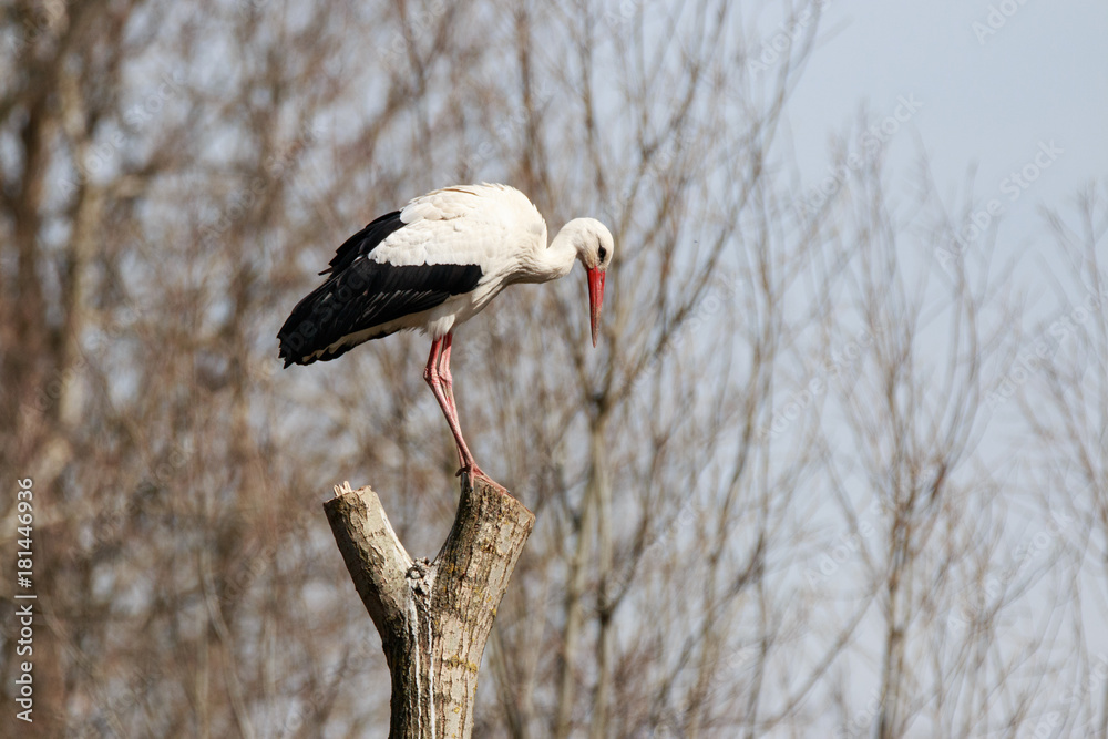 Obraz premium cicogna bianca