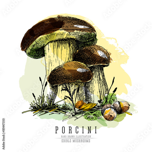 Cep mushroom vector color sketch illustration, porcini boletus with forest accessories: moss, grass, acorns.  Edible mushroom isolated on white background. Watercolor imitation.