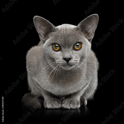 Fototapeta Naklejka Na Ścianę i Meble -  Adorable Blue Burmese Cat with unusual eyes Sitting on isolated on black background, front view
