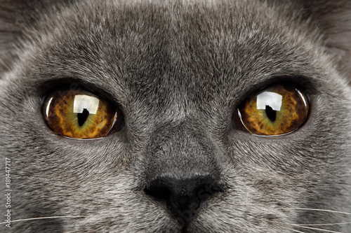 Close-up Eyes of Blue Burmese Cat isolated on black background