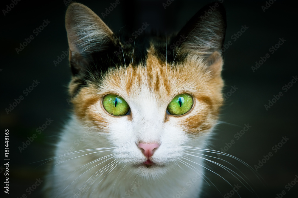 Cat portrait close-up photo emphasizing the colored green and yellow eyes staring at the camera and dark green background largely out of focus due to shallow depth of field.