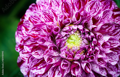 Fototapeta Naklejka Na Ścianę i Meble -  Detail of pink and white spotted dahlia flower macro photography. Color picture emphasizing the intricate floral patterns and white and pink contrasts of this dahlia flower.
