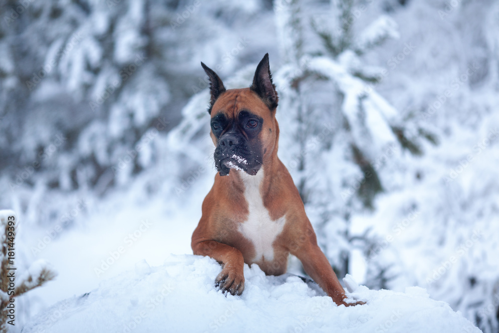 Portrait of dog on background of Christmas trees.