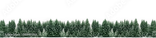 Valokuva Panorama of spruce tree forest covered by fresh snow during Winter Christmas time