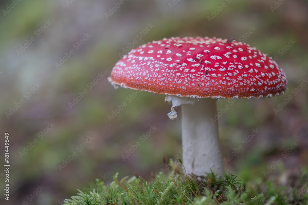 Fliegenpilz auf bemoostem Waldboden Fliegenpilz auf bemoostem Waldboden