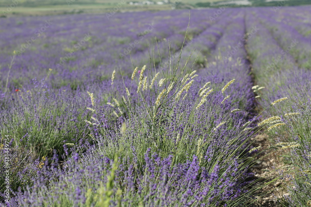 Obraz premium Flowering lavender field in June on the peninsula of Crimea