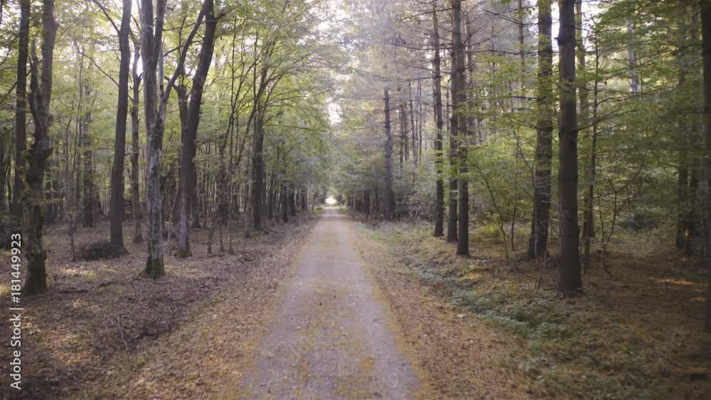 Moving through forest on offroad to light in the end 4K Moving through forest on offroad to light in the end 4K
