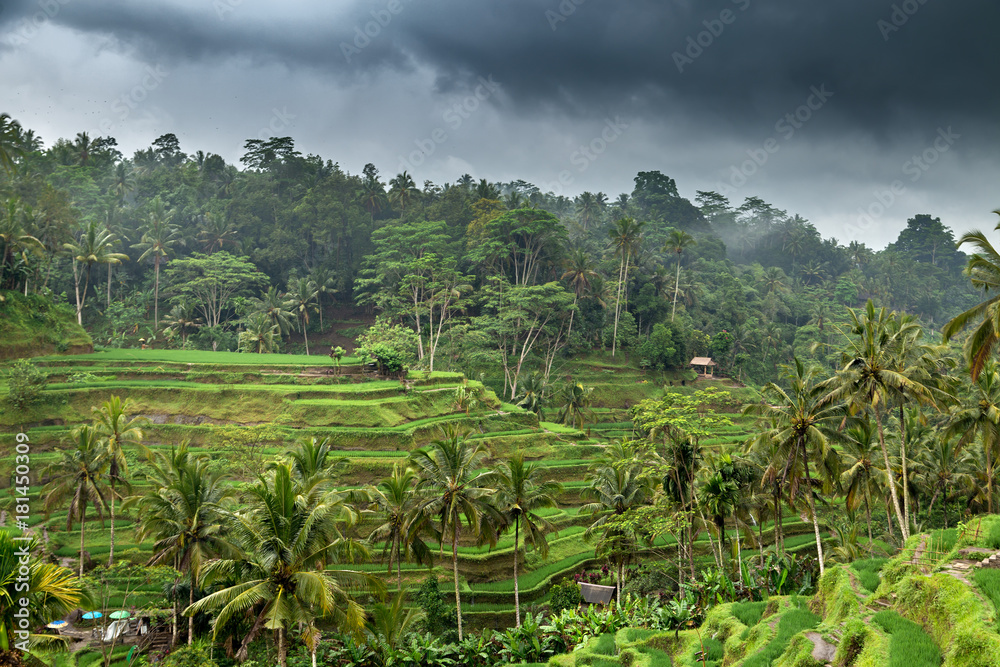 Green field rice terrace in Bali, Indonesia