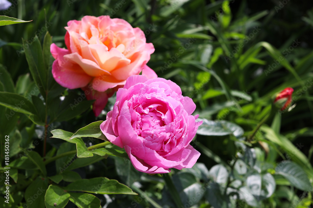 Blooming pink peony and roses in the spring garden. Blooming pink peony and roses in the spring garden.