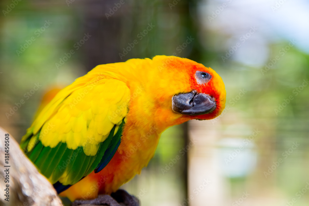 Bird yellow parrot with green wings and red head Stock Photo