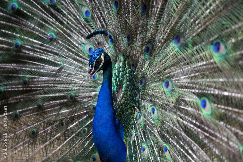 Fototapeta premium Male peacock bird. Open feathers tail. Pavo Cristatus