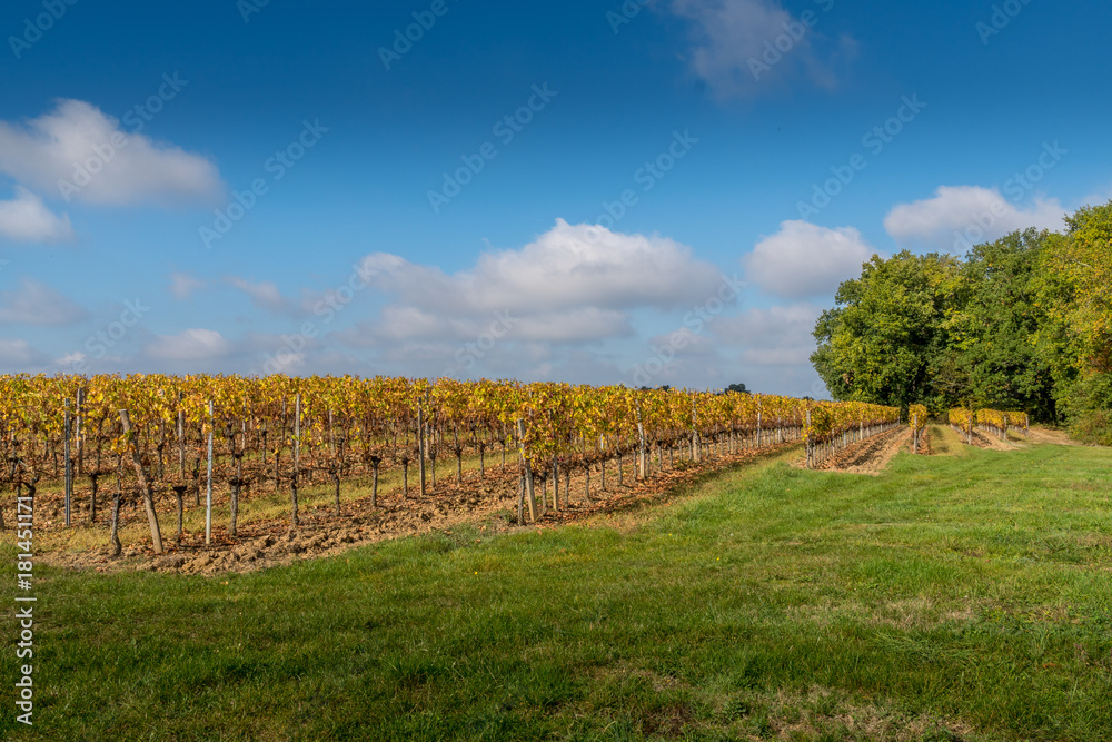 Fototapeta premium Autumn sunset on vineyards around Saint-Emilion with hills grapes and trees in Medoc region near Bordeaux France