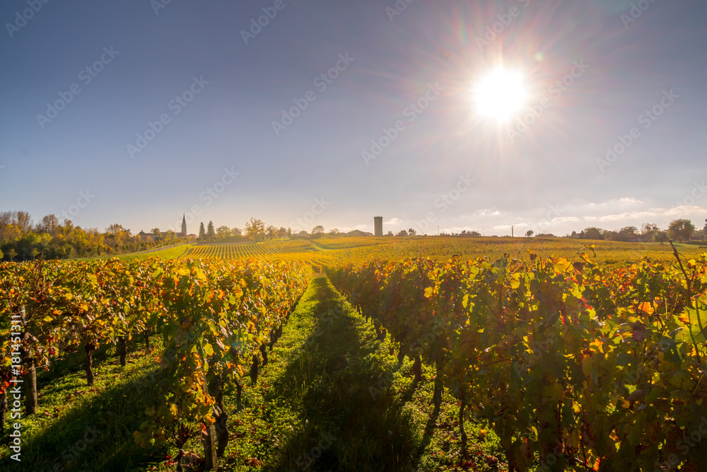 Autumn sunset on vineyards around Saint-Emilion with hills grapes and trees in Medoc region near Bordeaux France