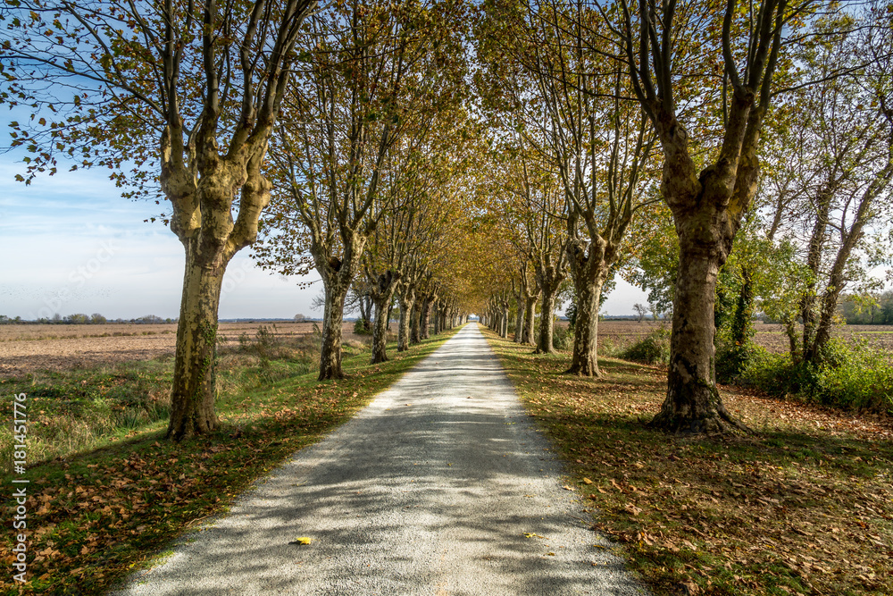 tree lined avenue in Saint-julien-Beycheville, street called Rue Des Rosiers. France tree lined avenue in Saint-julien-Beycheville, street called Rue Des Rosiers. France