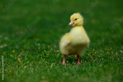 little yellow duckling
