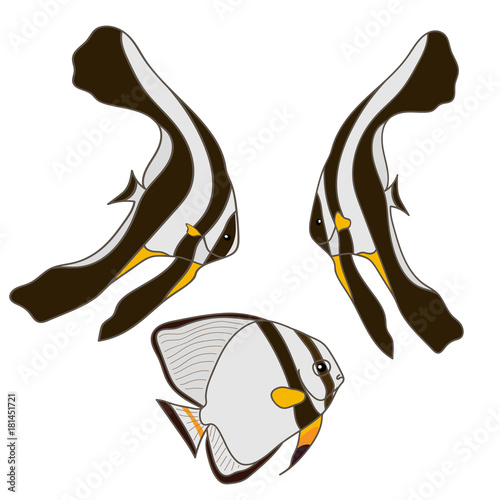 Platax, orbicular/orbic batfish, orbiculate batfish, round batfish, orbic  Platax teira, Longfin batfish, Spadefish. Aquarium fish vector image isolated on white. Tropical fish. Magic underwater world photo