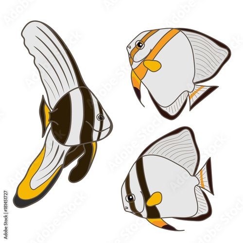 Platax/ orbicular/orbic batfish/ circular batfish/ round batfish, Platax teira,  Longfin batfish, Spadefish. Aquarium fish vector image isolated on white. Tropical fish