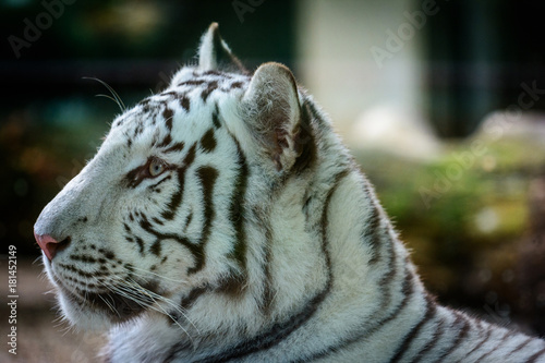 Fototapeta Naklejka Na Ścianę i Meble -  Mele Bengal tiger
