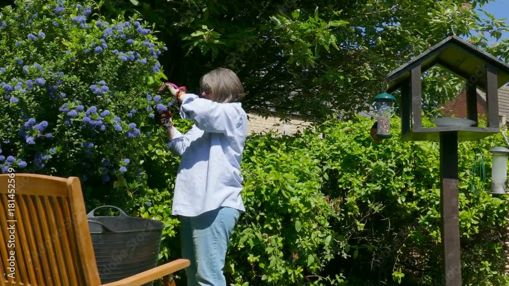 Dolly shot of a woman clipping a bush in her garden in bright sunshine. Dolly shot of a woman clipping a bush in her garden in bright sunshine.