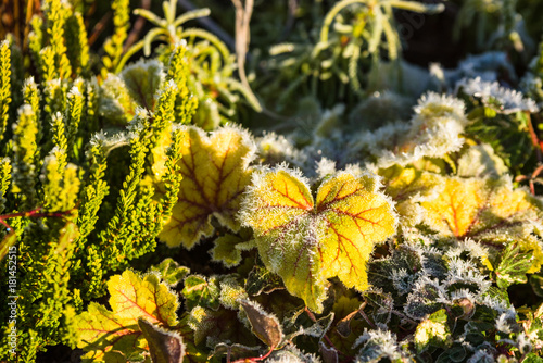Thawing frost on yellowish leaf in the morning sun.