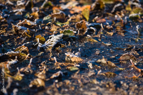 Shallow focus on frozen ground with frost covered leaf and ice.