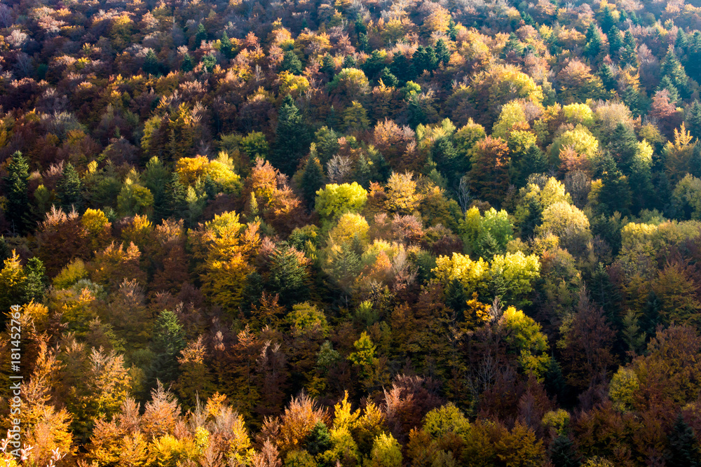 Forêt couleurs d'automne au soleil couchant Forêt couleurs d'automne au soleil couchant