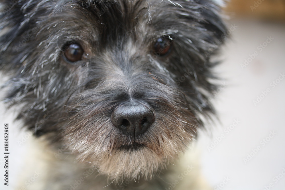 Cute Dog Terrier Face Cute Dog Terrier Face