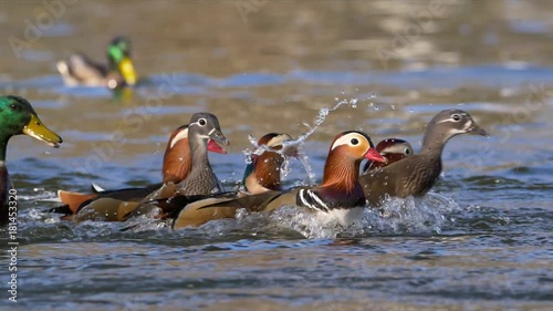 Mandarin duck (Aix galericulata)