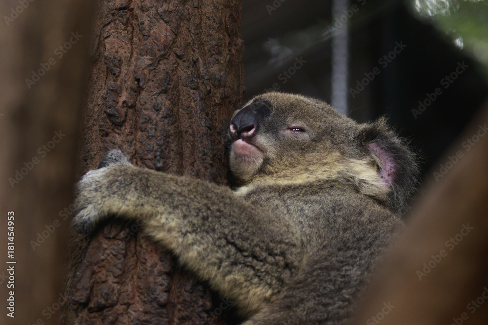 Obraz premium Image of a koala bear sleep on tree. Wild Animals.