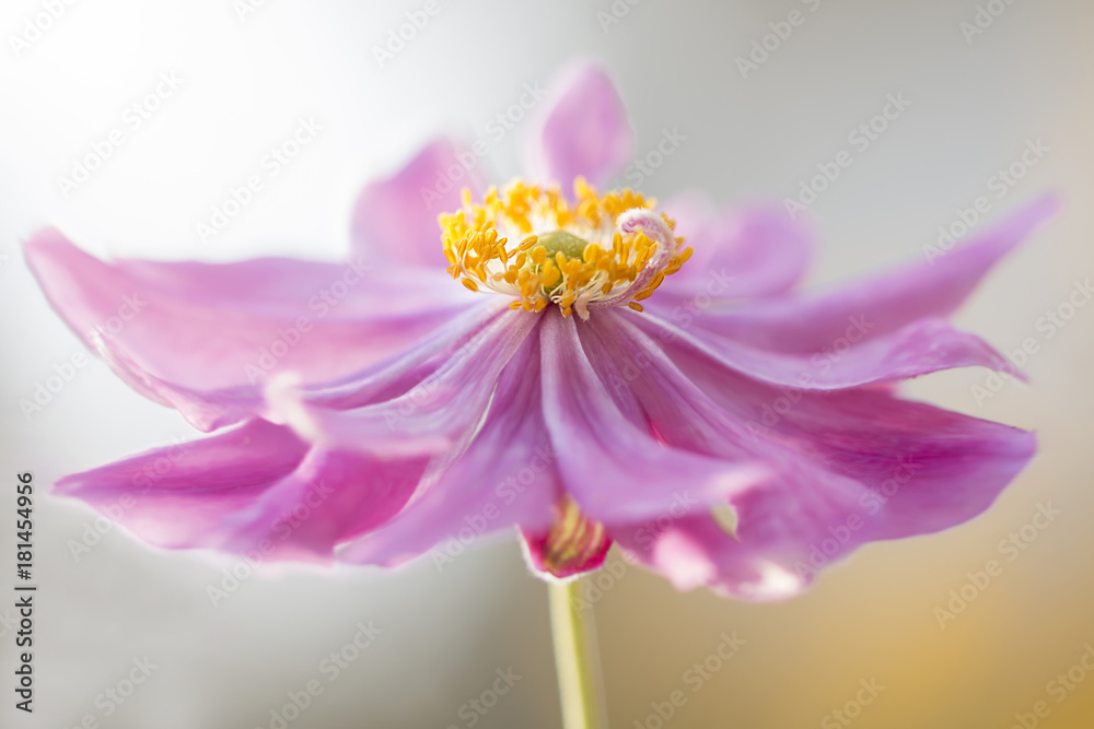 Rosa Herbst Anemone