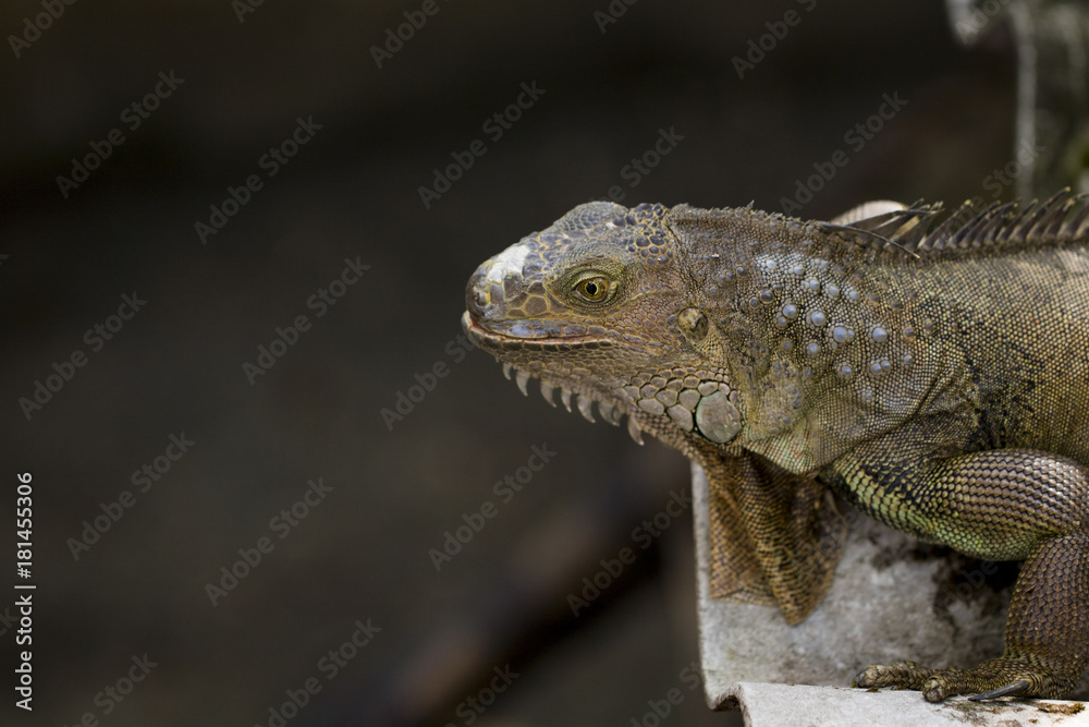 Obraz premium Image of an iguana head on nature background. Reptile. Animals.