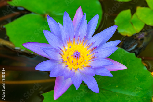 beautiful blooming purple lily in a pond closeup