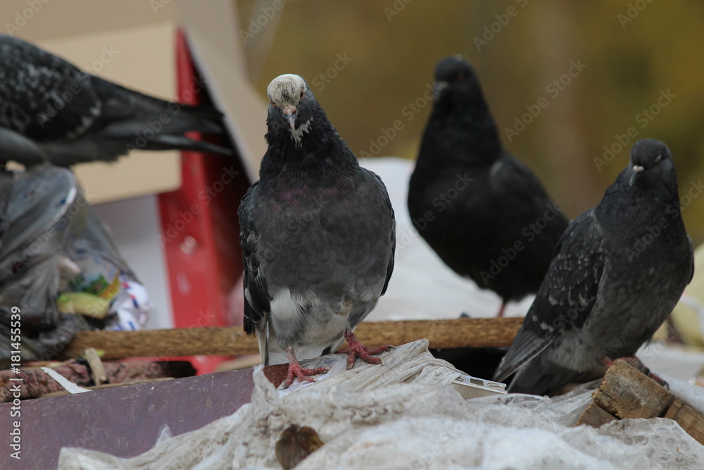 Obraz premium dove in garbage