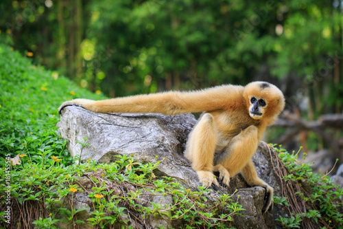 Canvas Print Image of female northern white-cheeked gibbon on nature background