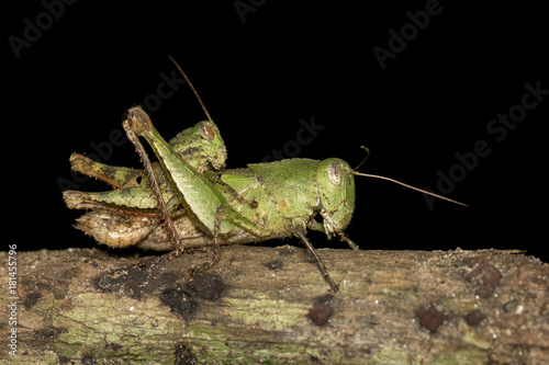 Image of Male and Female Green grasshoppers(Acrididae) mating make love on tree. Locust, Insect, Animal. photo