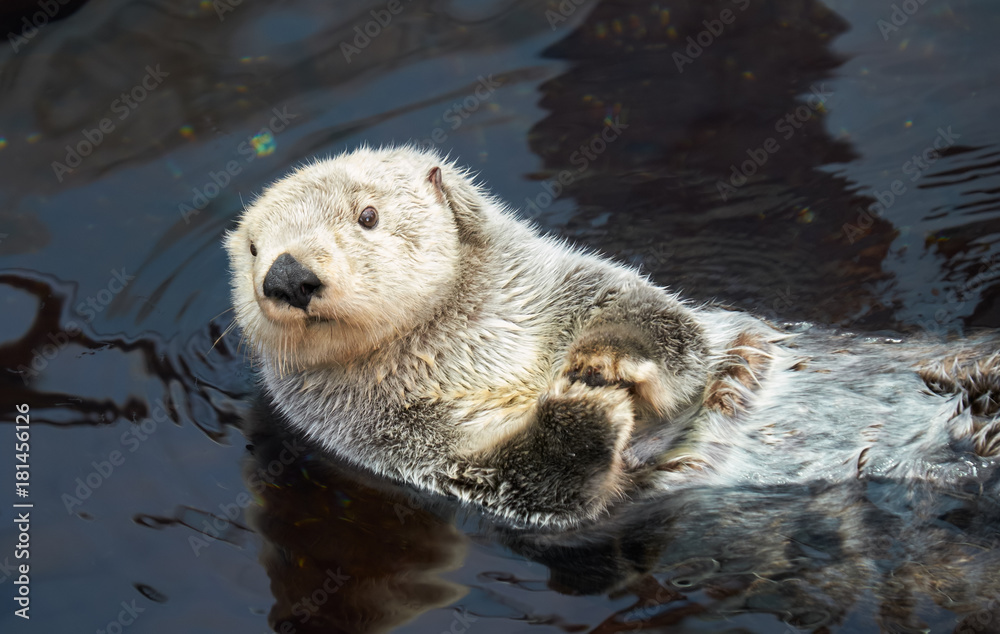 Fototapeta premium Kalan Sea otter in water