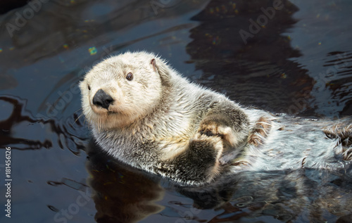 Kalan Sea otter in water © Serg Zastavkin