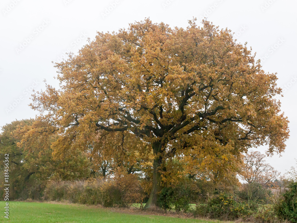 autumn overcast moody background farm landscape tree leaves grass sky autumn overcast moody background farm landscape tree leaves grass sky