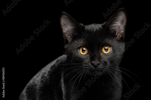 Fototapeta Naklejka Na Ścianę i Meble -  Portrait of Black Kitten with shine fur on isolated background, front view