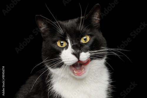 Portrait of Licked Black and White Male Cat on isolated background