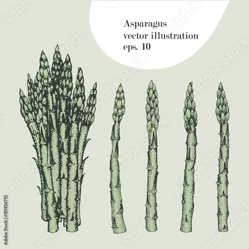 Asparagus hand drawn vector illustration. Isolated Vegetable engraved style object. Detailed vegetarian food drawing. Farm market product. Great for menu, label, icon