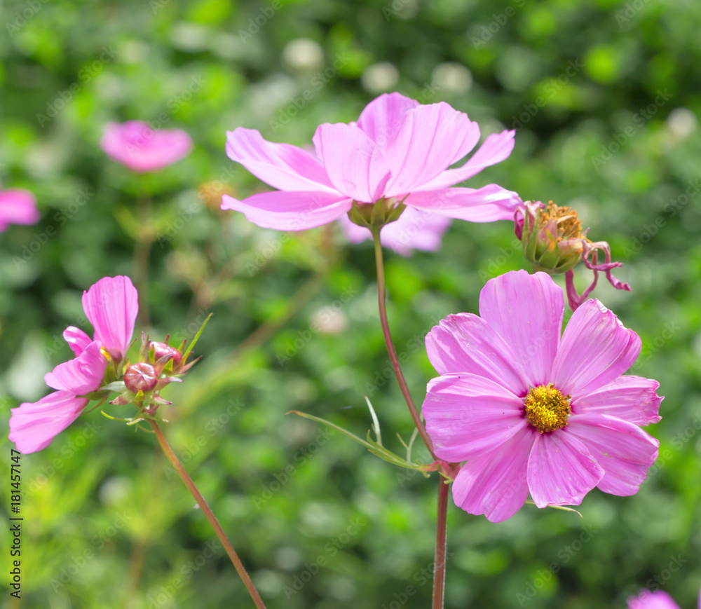 Flower cosmos flowering against a background of flowers. Spring pink flower. Flower cosmos flowering against a background of flowers. Spring pink flower.
