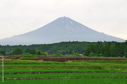 初夏の田んぼと富士山